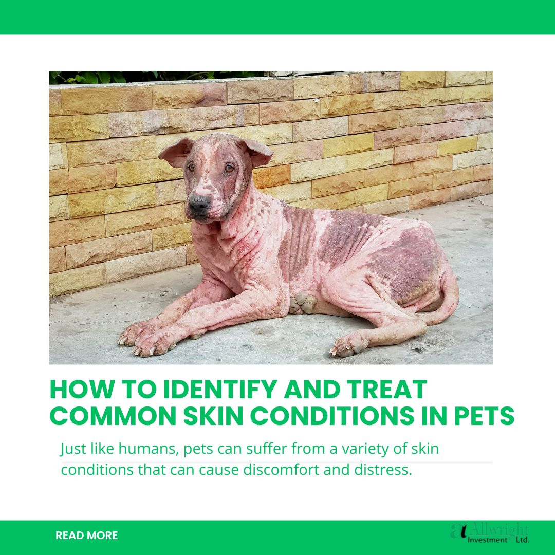 How to Identify and Treat Common Skin Conditions in Pets - Allwright ...