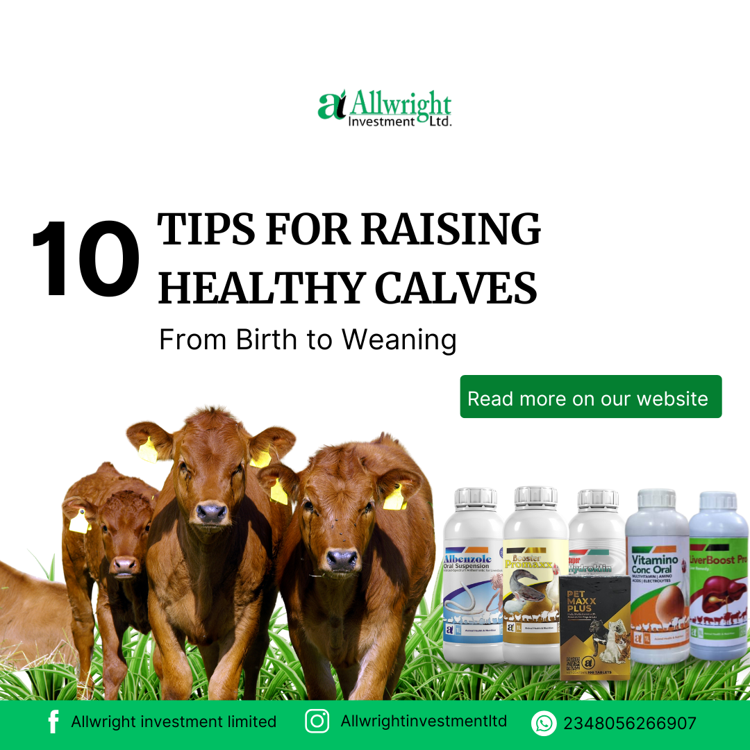 Calf Rearing Guide Top 10 Tips for Raising Healthy Calves - Allwright Investment Ltd